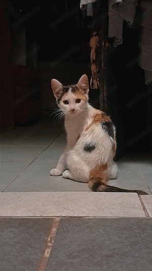 Katzenmädchen sucht gutes zu Hause 