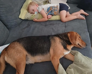 Petty, bezaubernde Mischlingshündin, Polnische Bracke   Serbischer Laufhund Bild 7