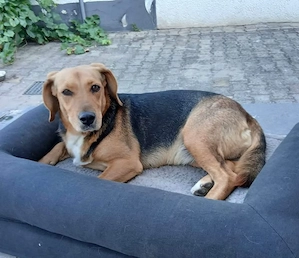 Petty, bezaubernde Mischlingshündin, Polnische Bracke   Serbischer Laufhund Bild 4