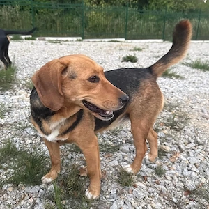 Petty, bezaubernde Mischlingshündin, Polnische Bracke   Serbischer Laufhund Bild 2