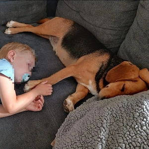 Petty, bezaubernde Mischlingshündin, Polnische Bracke   Serbischer Laufhund Bild 6