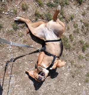 Petty, bezaubernde Mischlingshündin, Polnische Bracke   Serbischer Laufhund Bild 8