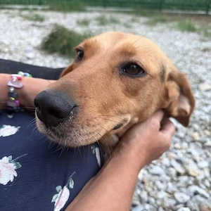 Petty, bezaubernde Mischlingshündin, Polnische Bracke   Serbischer Laufhund Bild 5