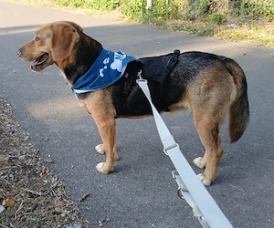 Petty, bezaubernde Mischlingshündin, Polnische Bracke   Serbischer Laufhund Bild 3
