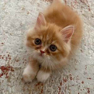 Perser Kitten