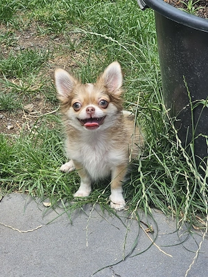 Wundervolle Chihuahua Langhaar Welpen 