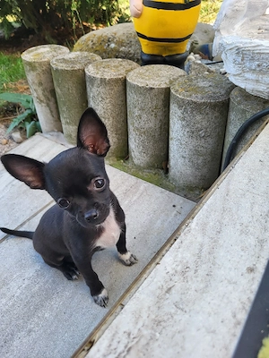 Minichihuahua HündinWelpe