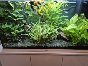 120 Ltr. Aquarium Süßwasser günstig abzugeben