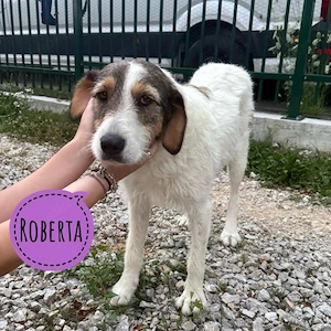 Roberta, absoluter Seelenhund, wunderlieb und sanft, Bosnischer Barak   Tornjak Mix