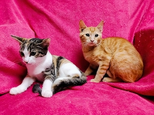 4 Zuckersüße Teppichraketen rot & dreifarbig alle weiblich 12Wo. Glückskätzchen Katzenbaby Kätzchen