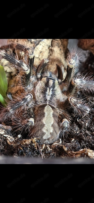 Poecilotheria smithi zur Abgabe. 