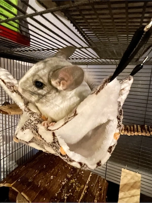 2 Chinchilla Böckchen 
