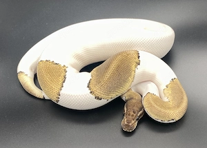 Königspython, Python Regius, Hamm Bild 2