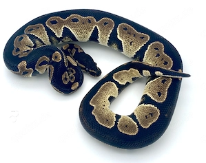 Königspython, Python Regius, Hamm