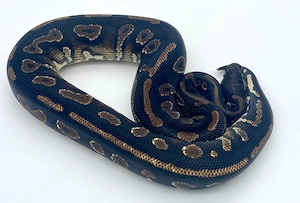 Königspython, Python Regius, Hamm Bild 3