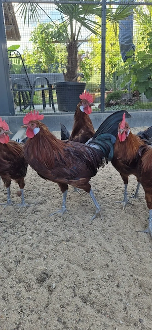 Friesenhühner Hähne rot-schwarzgeflockt