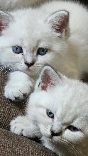 Wunderschöne BKH Kitten (Britisch Kurzhaar)