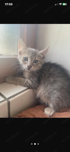die 3 letzten kitten suchen ein zuhause 