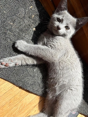 Russisch Blau Kitten Bild 3