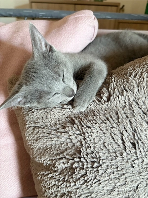 Russisch Blau Kitten Bild 2