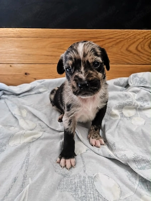 American Bully   Bullmastiff Mix Welpen