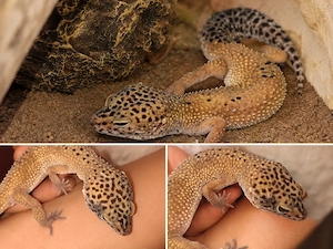 Wunderschönes Leopardengecko Mädchen:)