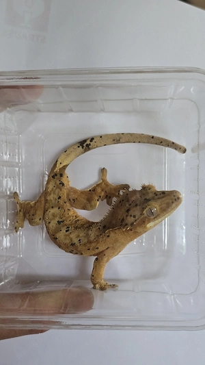Kronengecko   Orange Dalmatian   