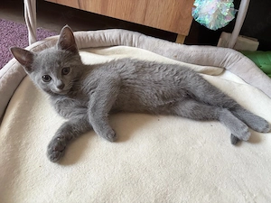 Russisch Blau Kitten Bild 5
