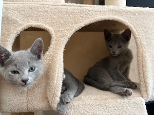 Russisch Blau Kitten Bild 6