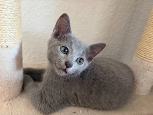 Russisch Blau Kitten Bild 4