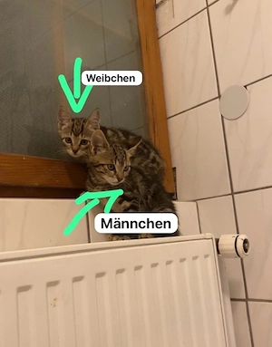 3 kätzchen suchen ihr zuhause
