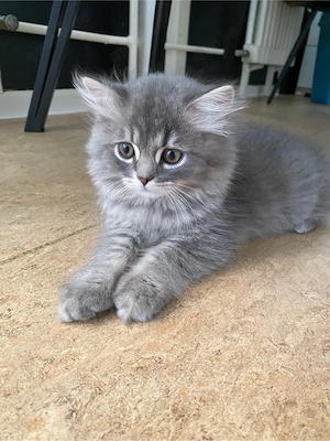 Kitten BKH mix Persisch