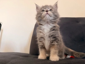 Main Coon Kitten ohne Papiere 
