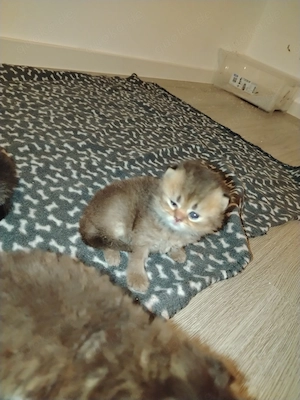 Unsere Bezaubernde BKH Kitten sind da 