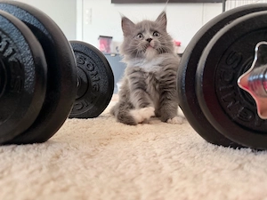 main coon kitten 2 Mädels und ein kater suchen noch   