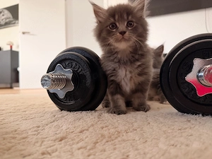 main coon kitten 3 Mädels suchen noch   