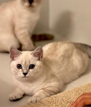 BKH Kitten
