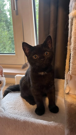 schwarze und weiße BKH Kitten