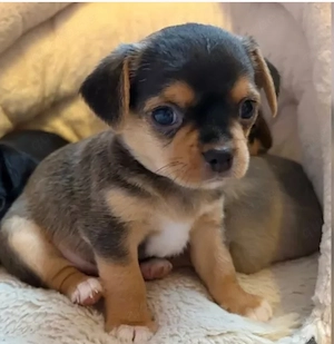 Chihuahua   Yorkshire Terrier Welpen
