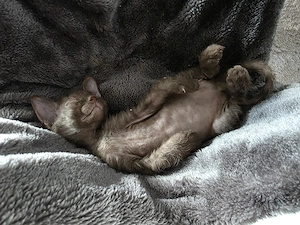 Sphynx   Devon Rex - Kitten :)