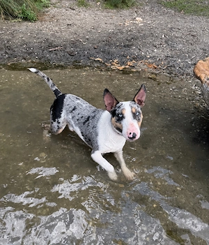 Deckrüde Miniature Bullterrier   Merle Tan mit zwei blauen Augen