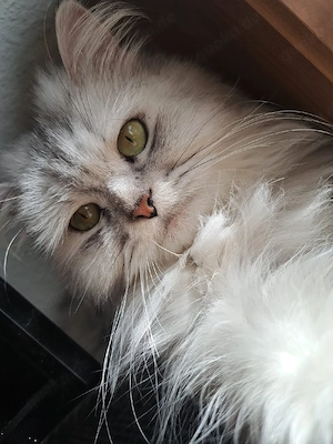 Katze sucht eine neue liebevoll Zuhause 