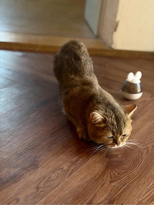BKH Kater Alwin  Bild 2