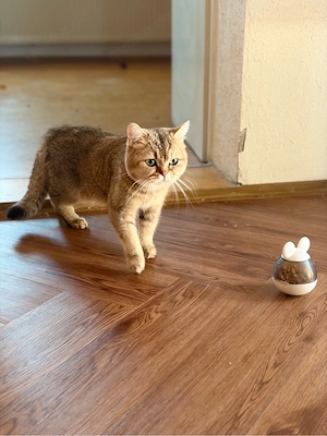 BKH Kater Alwin  Bild 3