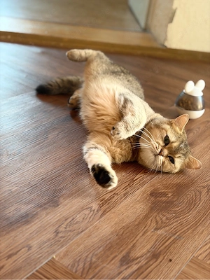 BKH Kater Alwin  Bild 4