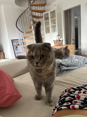 Liebevolle BKH-Katzen suchen ein neues Zuhause 