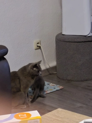 BKH Katze 