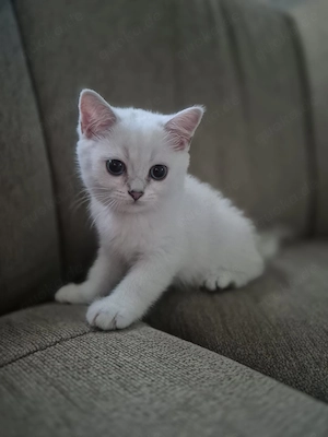 BritischKurzhaar Kitten 