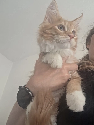 Maine coons dürfen ausziehen 