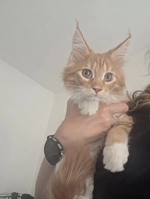 Maine Coons dürfen ausziehen 